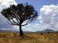 10-10-02 umbrella tree